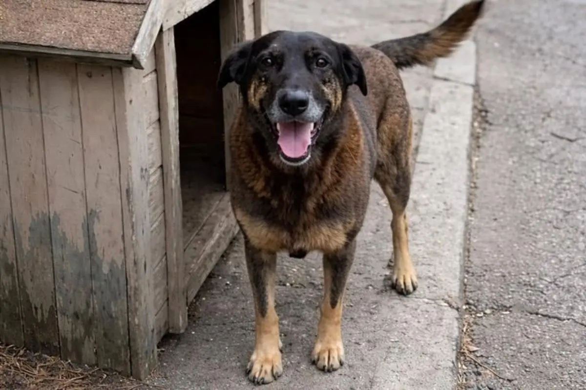Orelha: o grito de uma vida arrancada pela barbárie humana